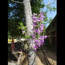 Orchideen genügt der an eine Palme gebundene Bast einer Kokosnuss